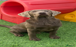 Labrador Retriever dogs for sale: stunning Lab Puppies Rare Colours & Family Raised - Image 29