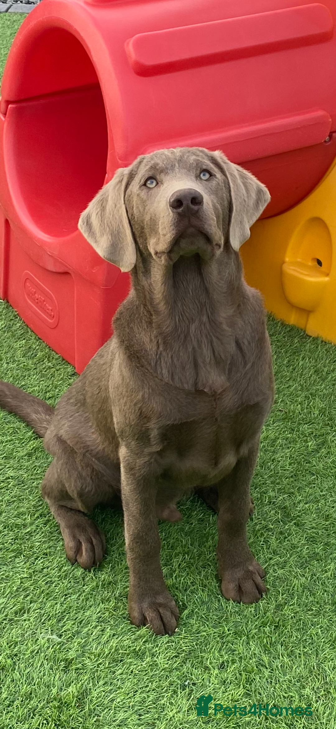 Labrador Retriever dogs for sale: stunning Lab Puppies Rare Colours & Family Raised - Image 29