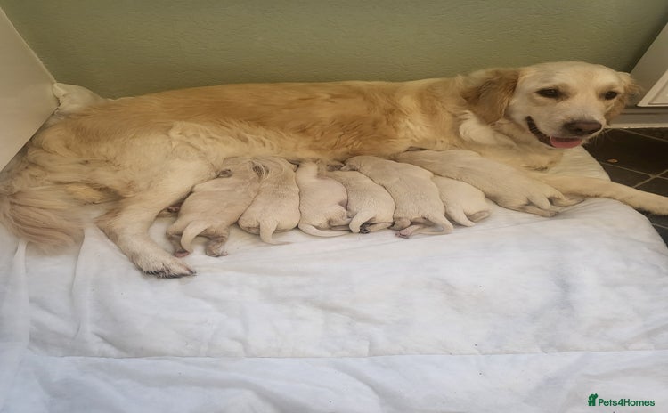 Golden Retriever dogs - Advert 2