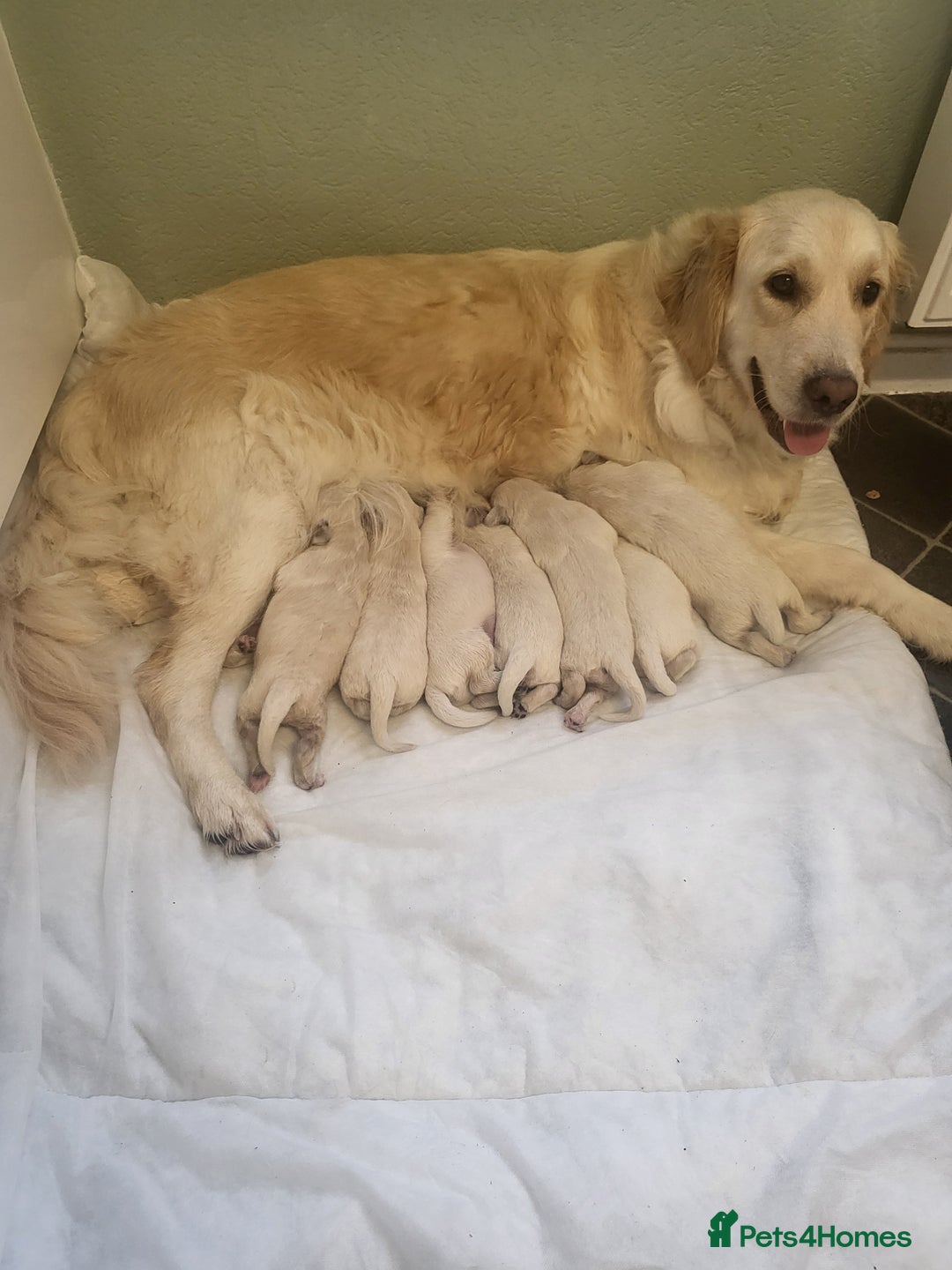 Golden Retriever dogs for sale: Golden retriever pups - Image 1