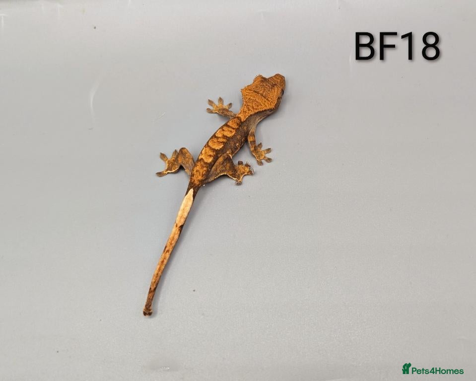 Gecko reptiles Red Harlequin Crested Gecko CB26 - Advert 3