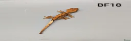 Gecko reptiles for sale: Red Harlequin Crested Gecko CB26 - Advert 1