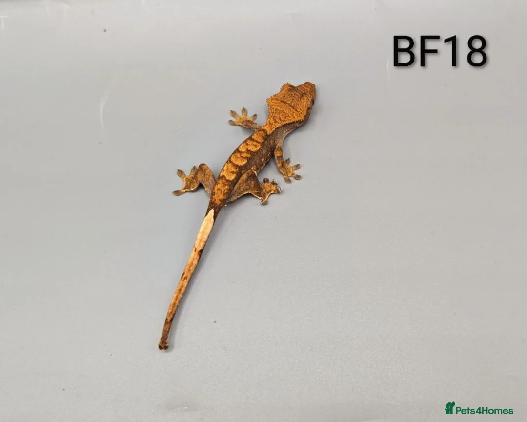 Gecko reptiles for sale: Red Harlequin Crested Gecko CB26 - Advert 1