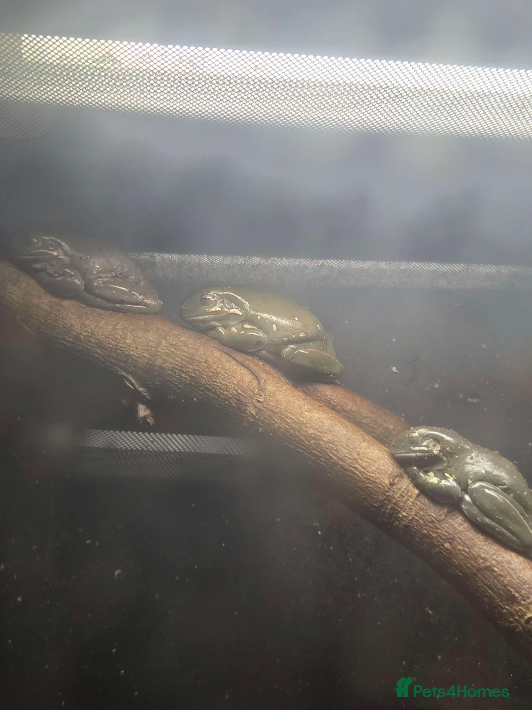 Frog reptiles for sale: x3 Snowflake Whitetree Frogs for Sale / Rehome - Advert 2