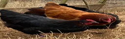 Chickens poultry for sale: Beautiful hybrid hens POL - Advert 4