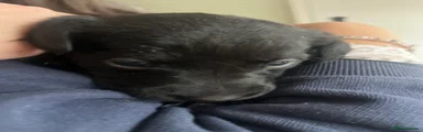 Labrador Retriever 5