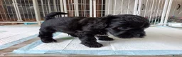 Mixed Breed dogs for sale: Unique little puppies  - Advert 8