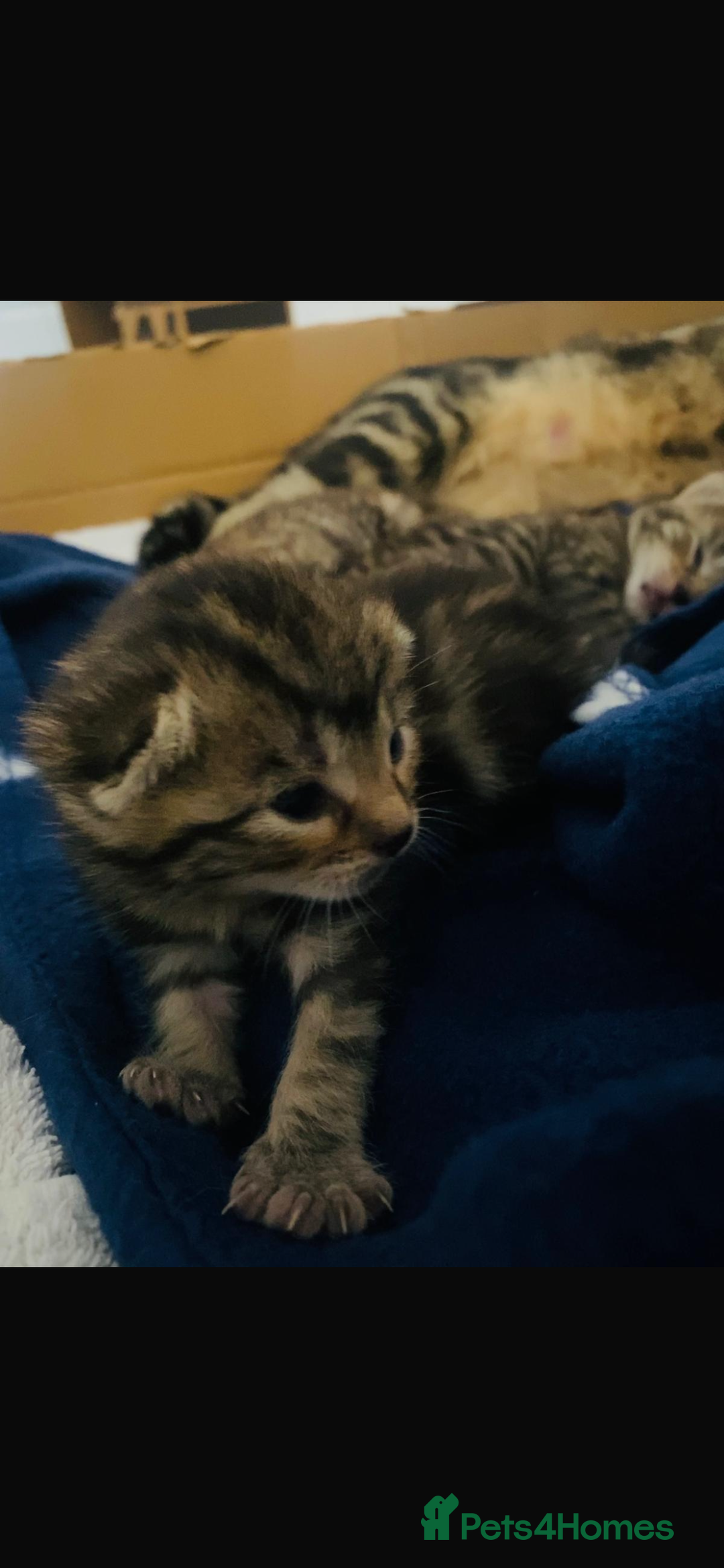 Domestic Shorthair cats for sale: 2 boys and 1 girl domestic shorthair kittens - Image 3
