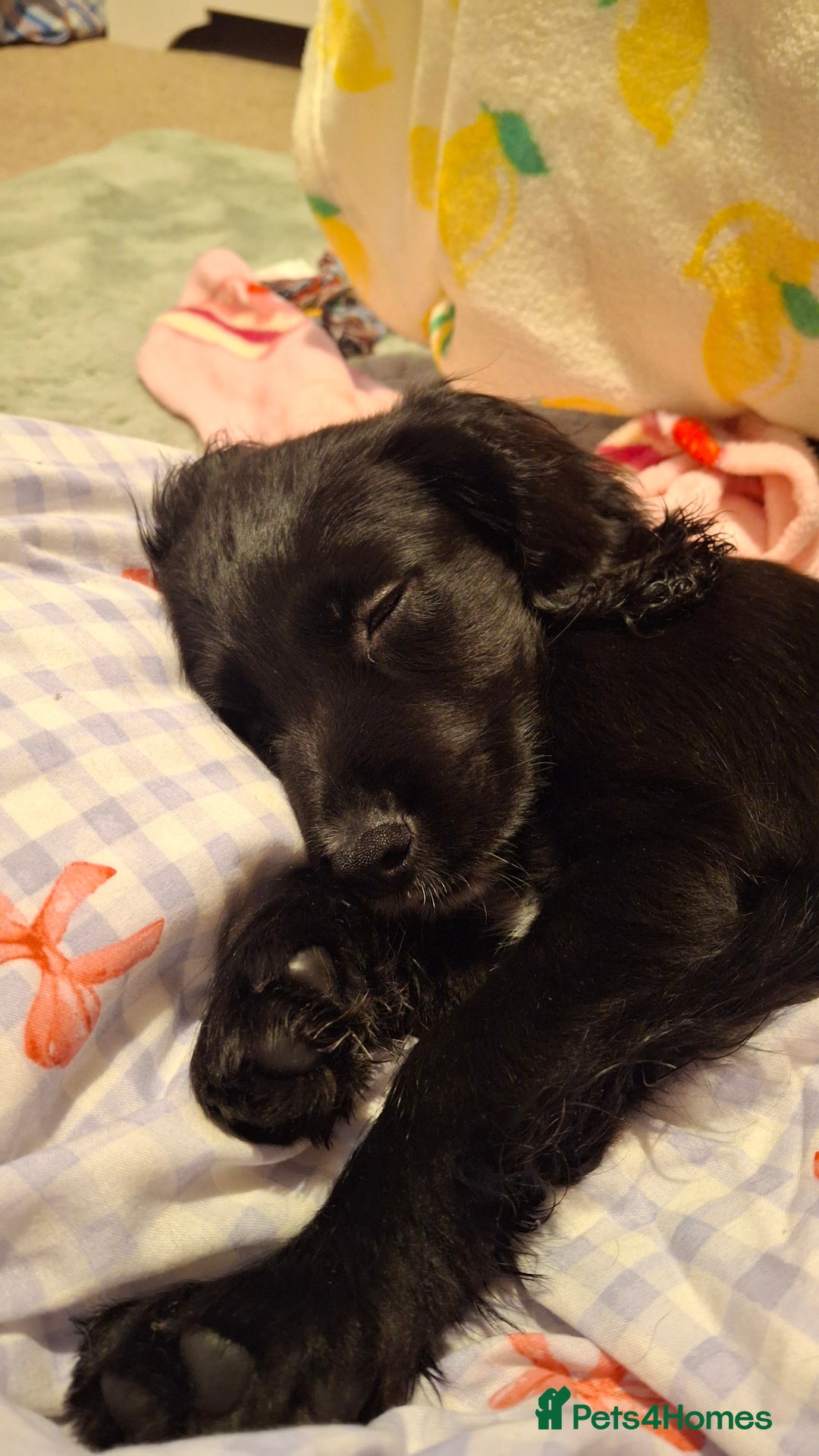 American Cocker Spaniel dogs for sale: Black cocker spaniel pup - Advert 2