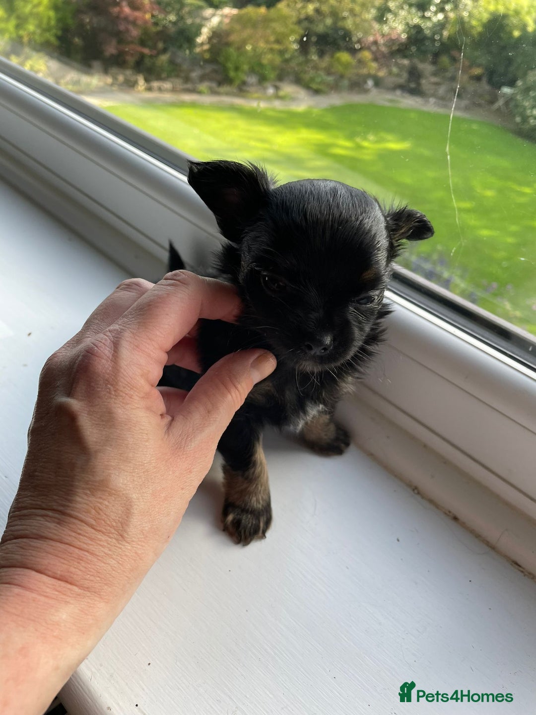 Chihuahua dogs for stud: Blue n tan small chihuahua stud carrying chocolate in Harpenden - Advert 11