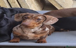 Miniature Dachshund dogs for sale: Lovely chocolate dapple and tan miniature dasch - Advert 1