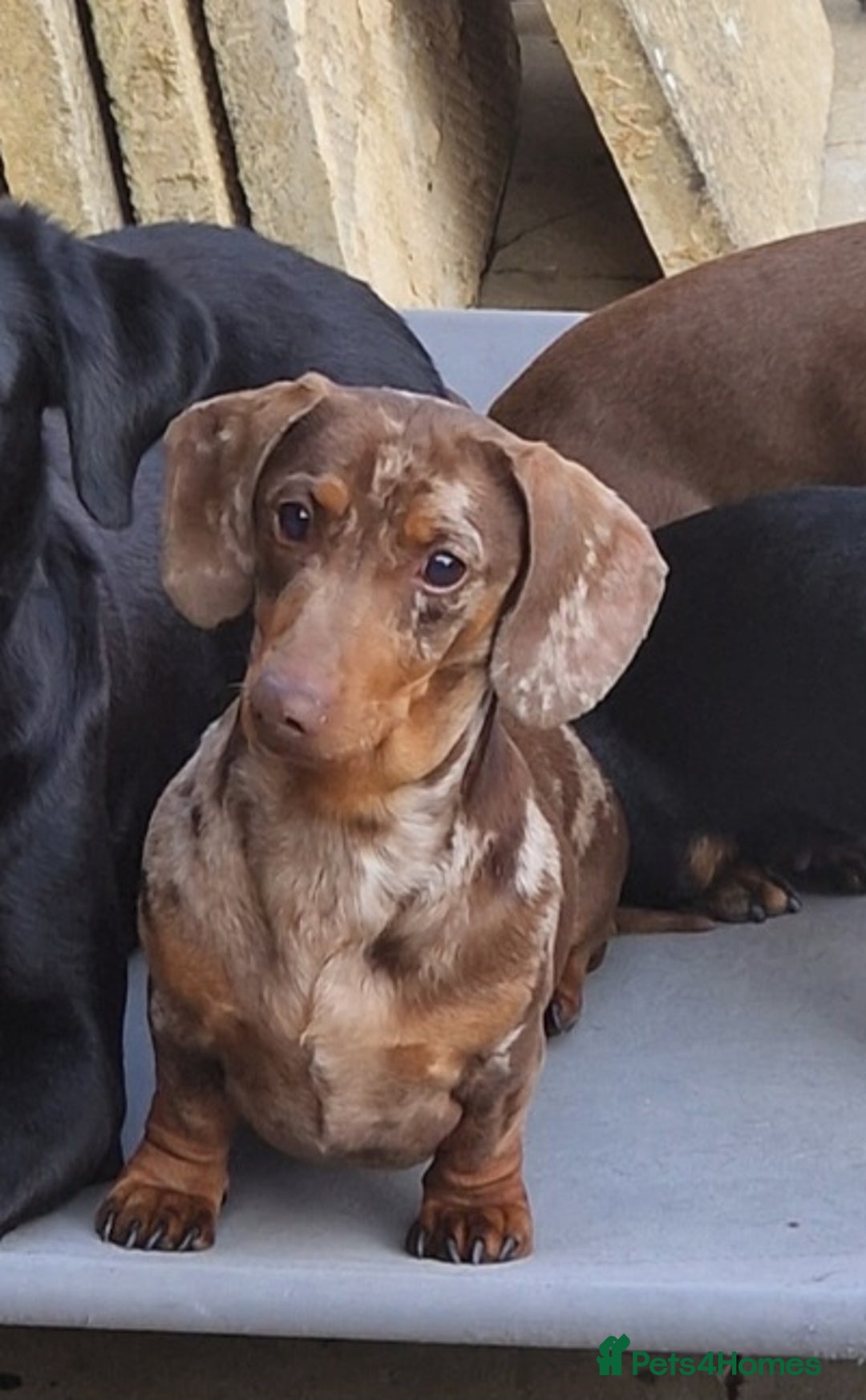 Miniature Dachshund dogs for sale: Lovely chocolate dapple and tan miniature dasch - Advert 1