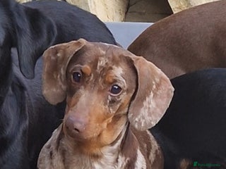 Miniature Dachshund dogs for sale: Lovely chocolate dapple and tan miniature dasch - Advert 1