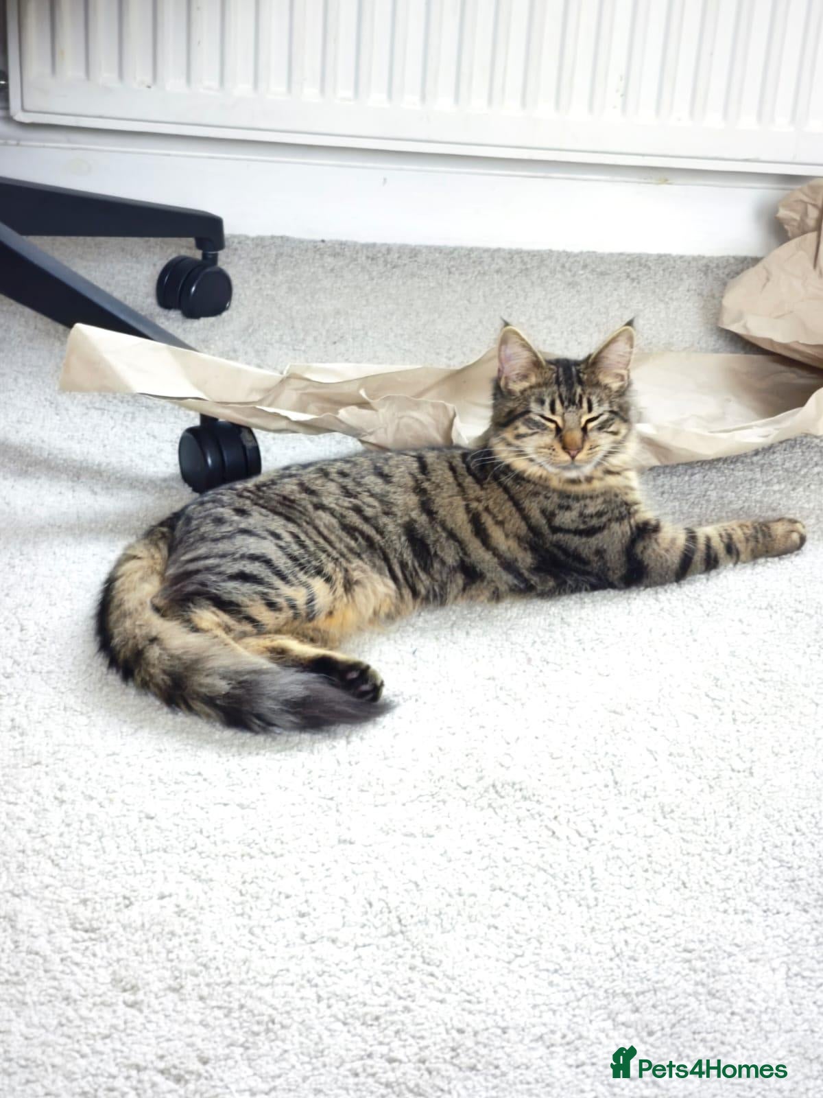 British Longhair cats Gorgeous fluffy hair cat - Advert 1