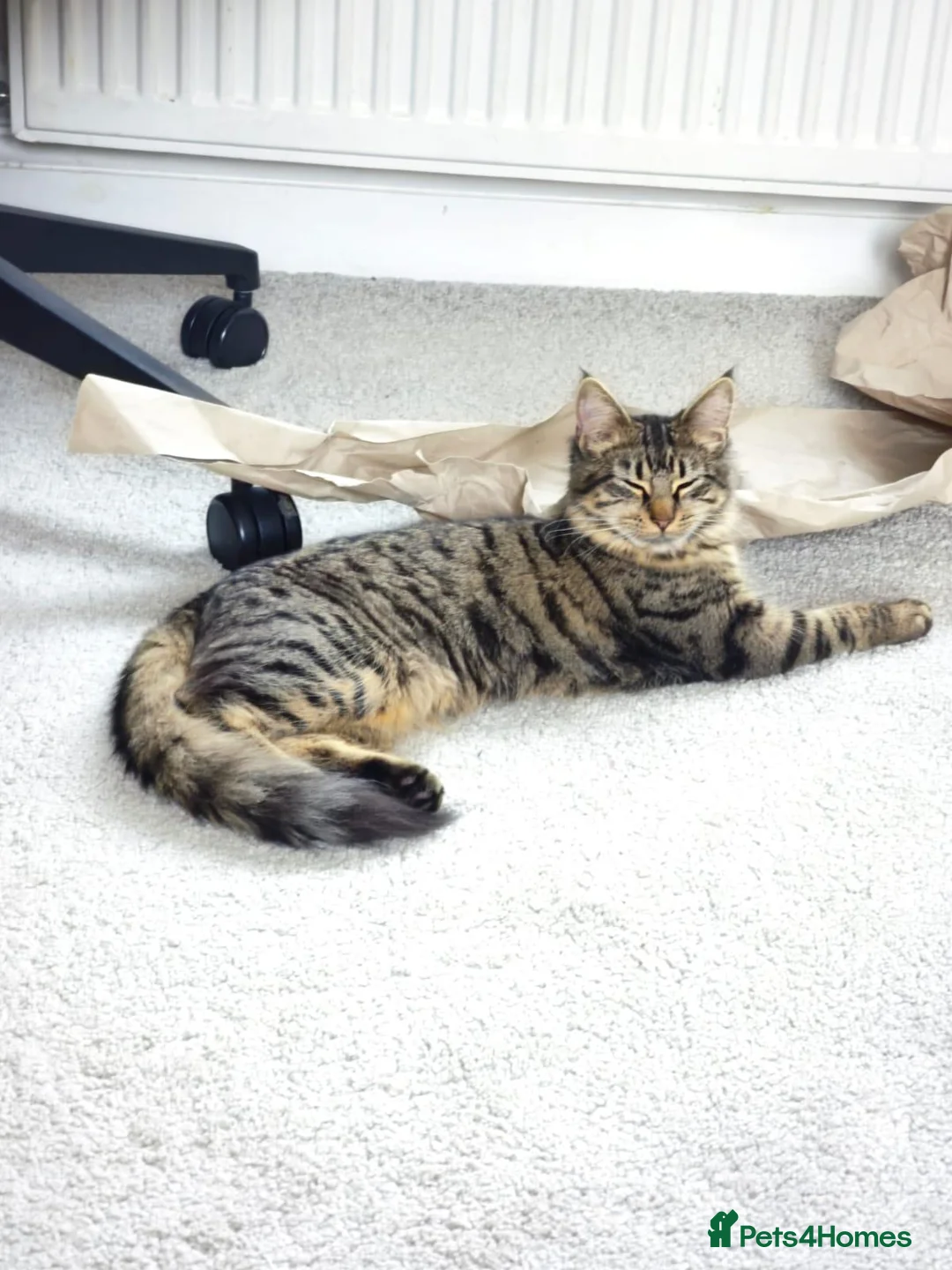 British Longhair cats for sale: Gorgeous fluffy hair cat - Advert 1