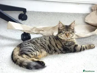 British Longhair cats Gorgeous fluffy hair cat - Advert 1