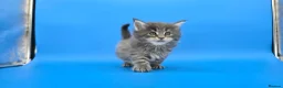 Maine Coon cats for sale: Tica reg beautiful Maine Coon kittens  - Advert 1
