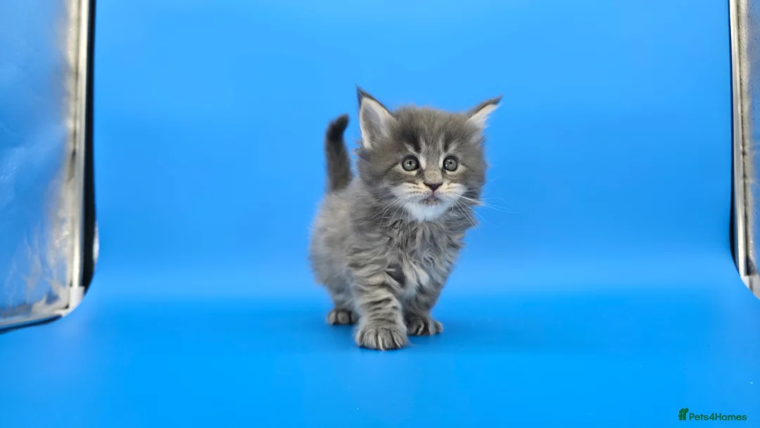 Maine Coon cats for sale: Tica reg beautiful Maine Coon kittens  - Advert 1