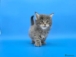 Maine Coon cats Tica reg beautiful Maine Coon kittens - Advert 5