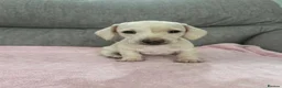 Miniature Dachshund dogs for sale: Beautiful Miniature Puppies in Portsmouth - Advert 5