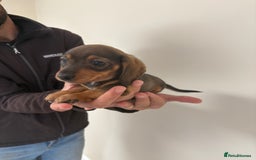 Miniature Dachshund dogs for sale: Gorgeous Long &short haired mini dachshund puppies - Image 15