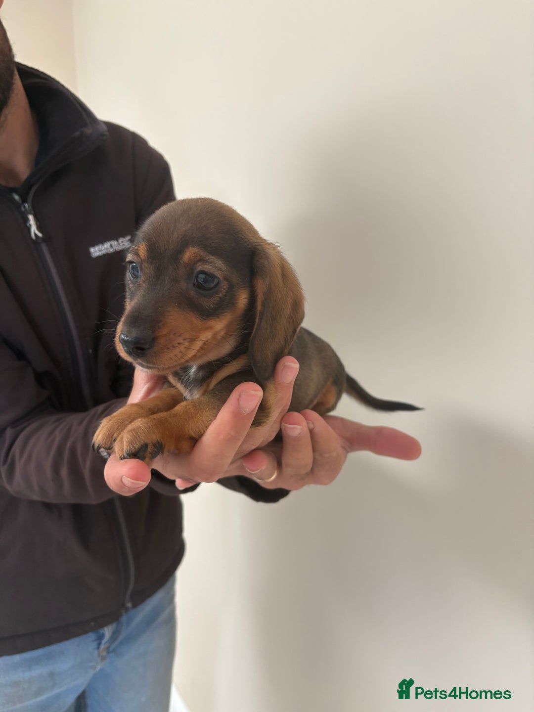 Miniature Dachshund dogs for sale: Gorgeous Long &short haired mini dachshund puppies - Image 15