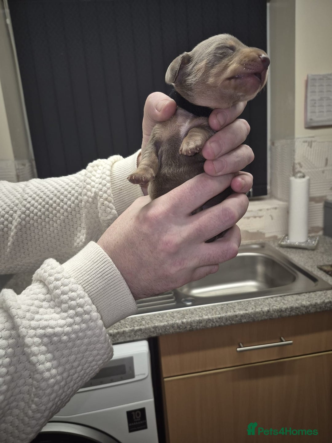 Dachshund dogs for sale: Dachshund  - Advert 4