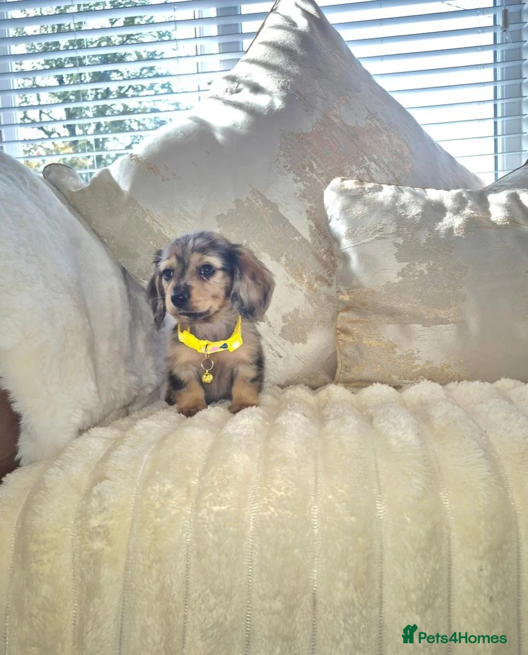 Miniature Dachshund dogs for sale: miniature Dachshund in Leigh - Advert 6