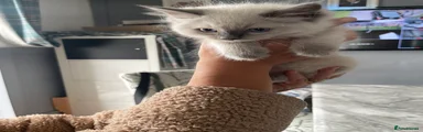 Ragdoll 3