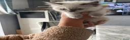 Ragdoll cats for sale: Ragdoll kittens  in Nelson - Advert 7