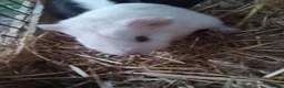 Guinea Pig rodents for sale: Baby Boars in Cambridge - Advert 2