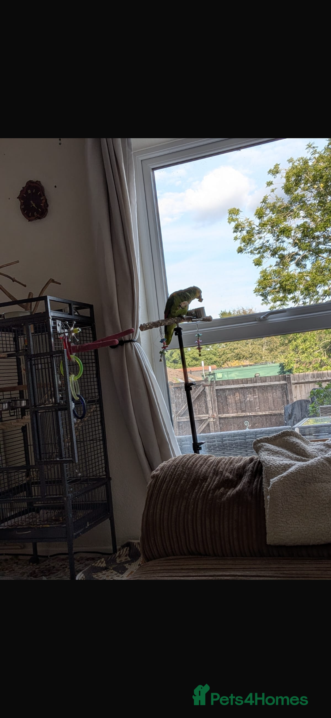 Parrots birds for sale: Blue fronted Amazon parrot - Image 2