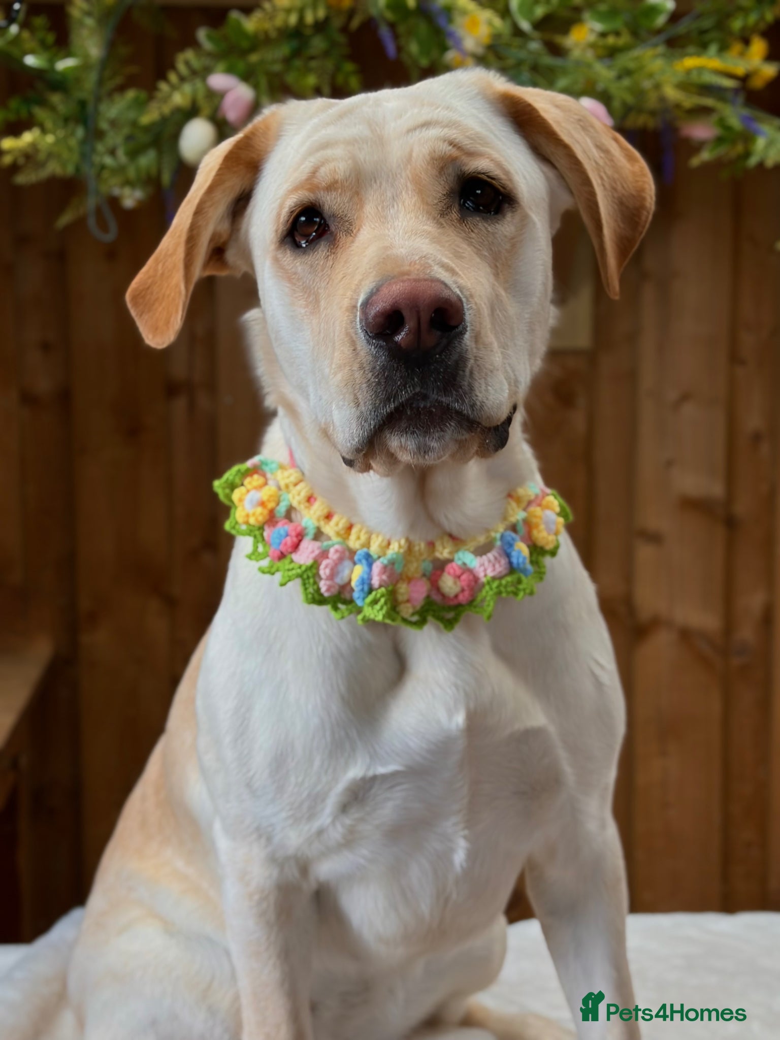 Mixed Breed dogs Beautiful Big Lady Sadie  - Advert 2