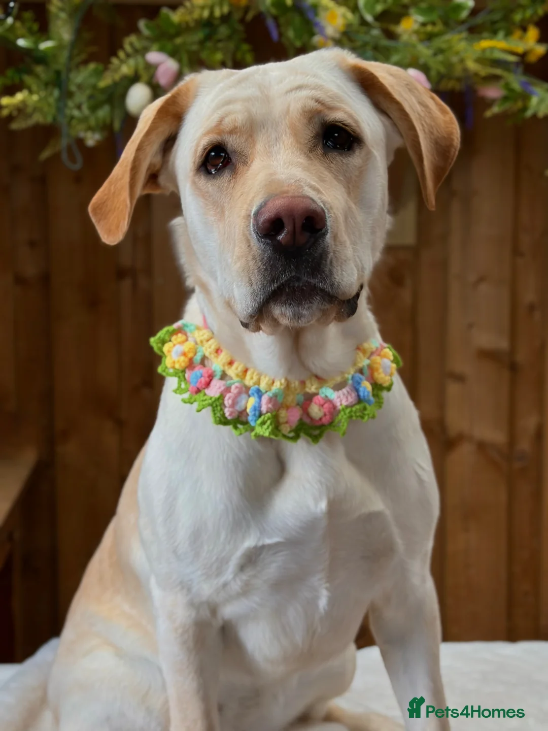 Mixed Breed dogs for sale: Beautiful Big Lady Sadie  - Advert 1