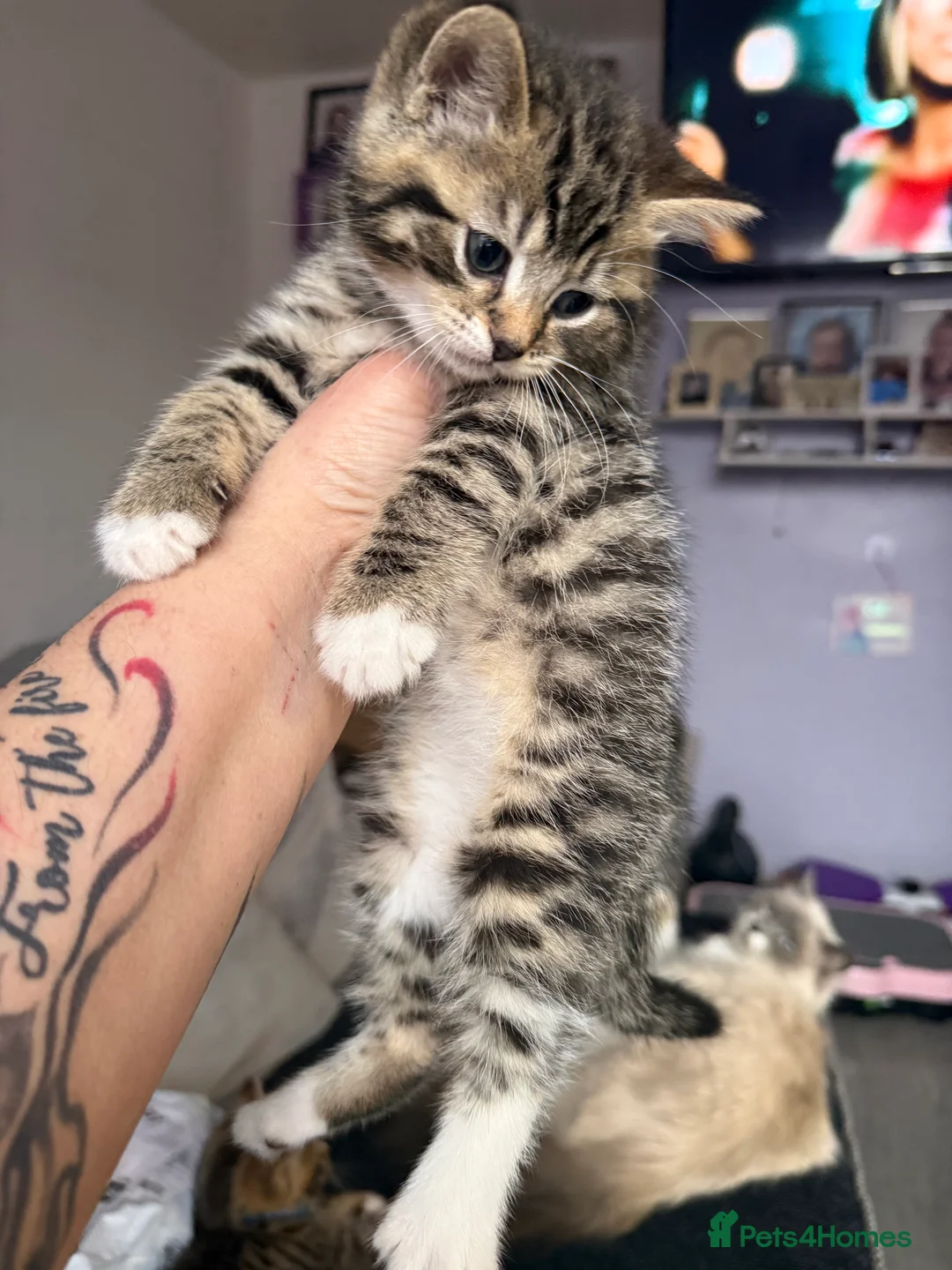 British Shorthair cats for sale: UNIQUE BRITISH SHORT HAIRS  - Advert 13