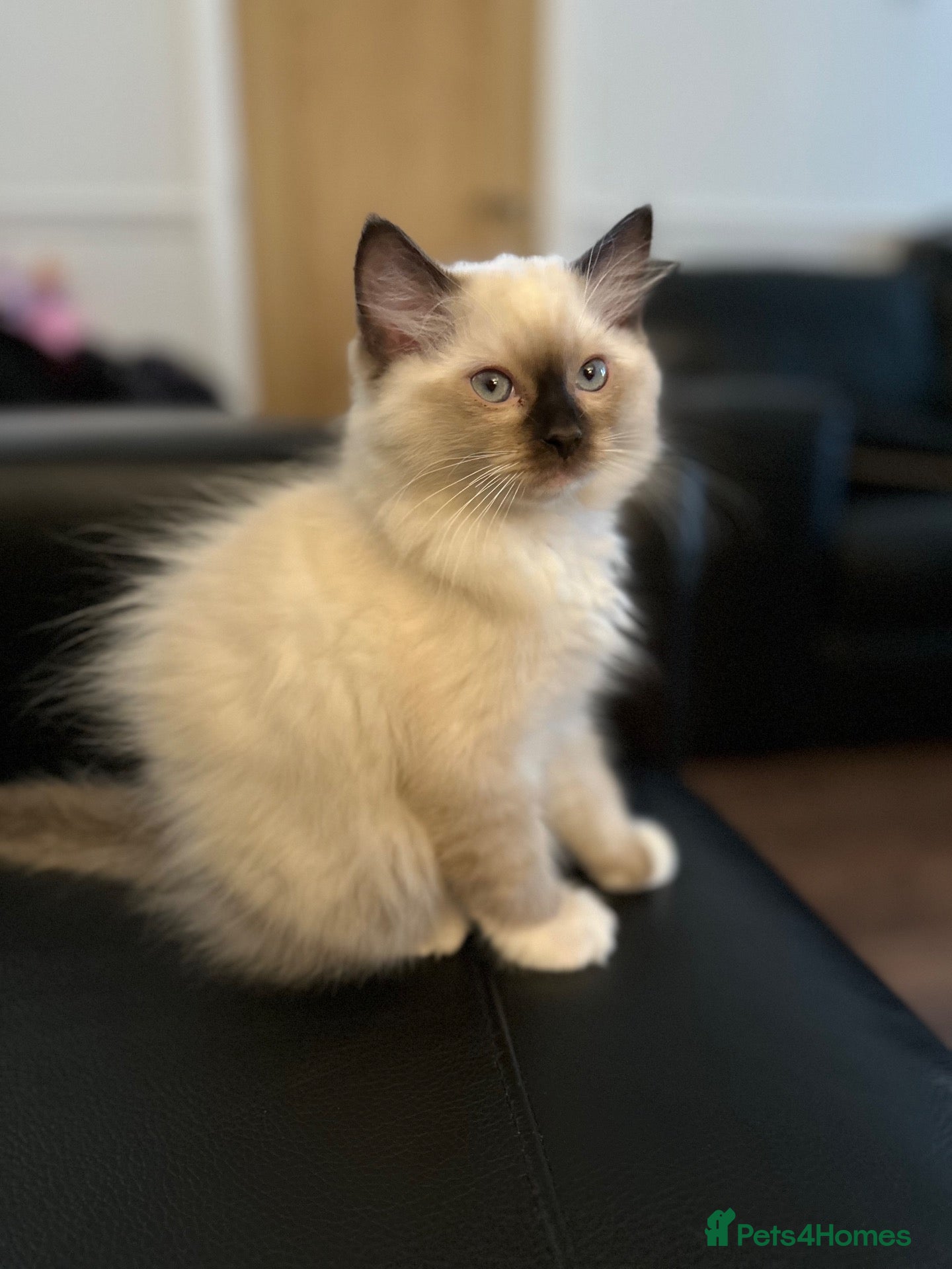 Ragdoll cats Fully registered GCCF Male ragdoll kitten  - Advert 2