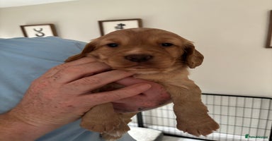 Cocker Spaniel dogs - Advert 12