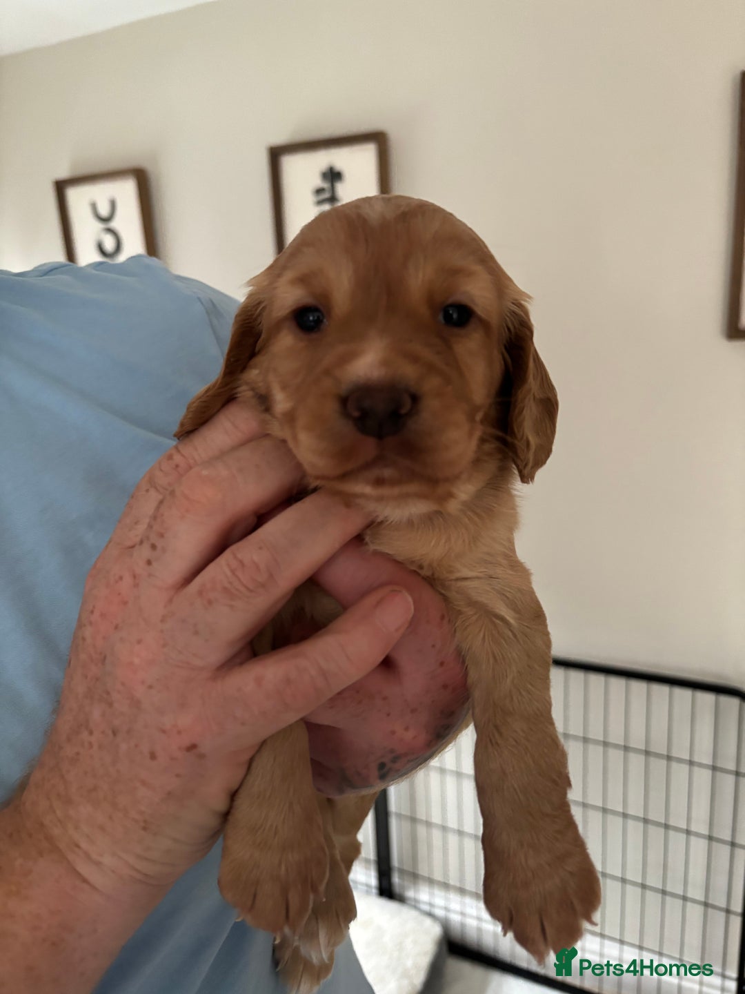 Cocker Spaniel dogs for sale: KC Registered Working Cocker Spaniel Puppies - Image 5