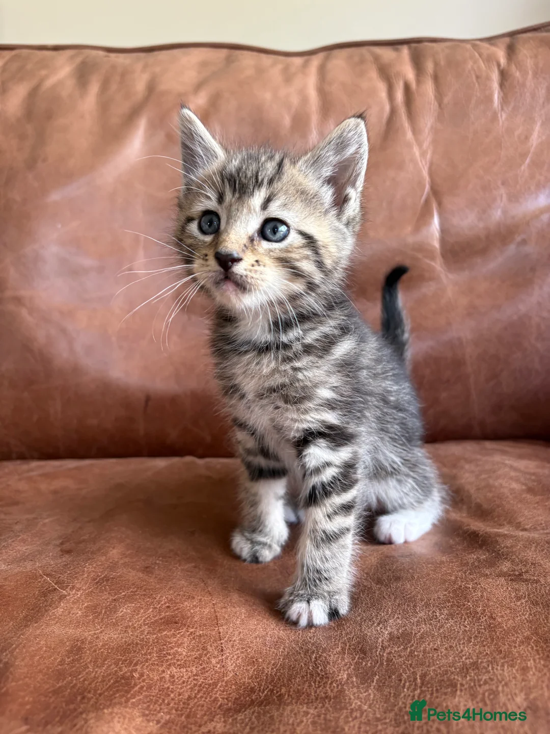 Maine Coon cats for sale: 1/2 Maine Coon Fluffy Tabby Kittens!  - Advert 2