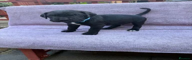 Cane Corso Puppy 1