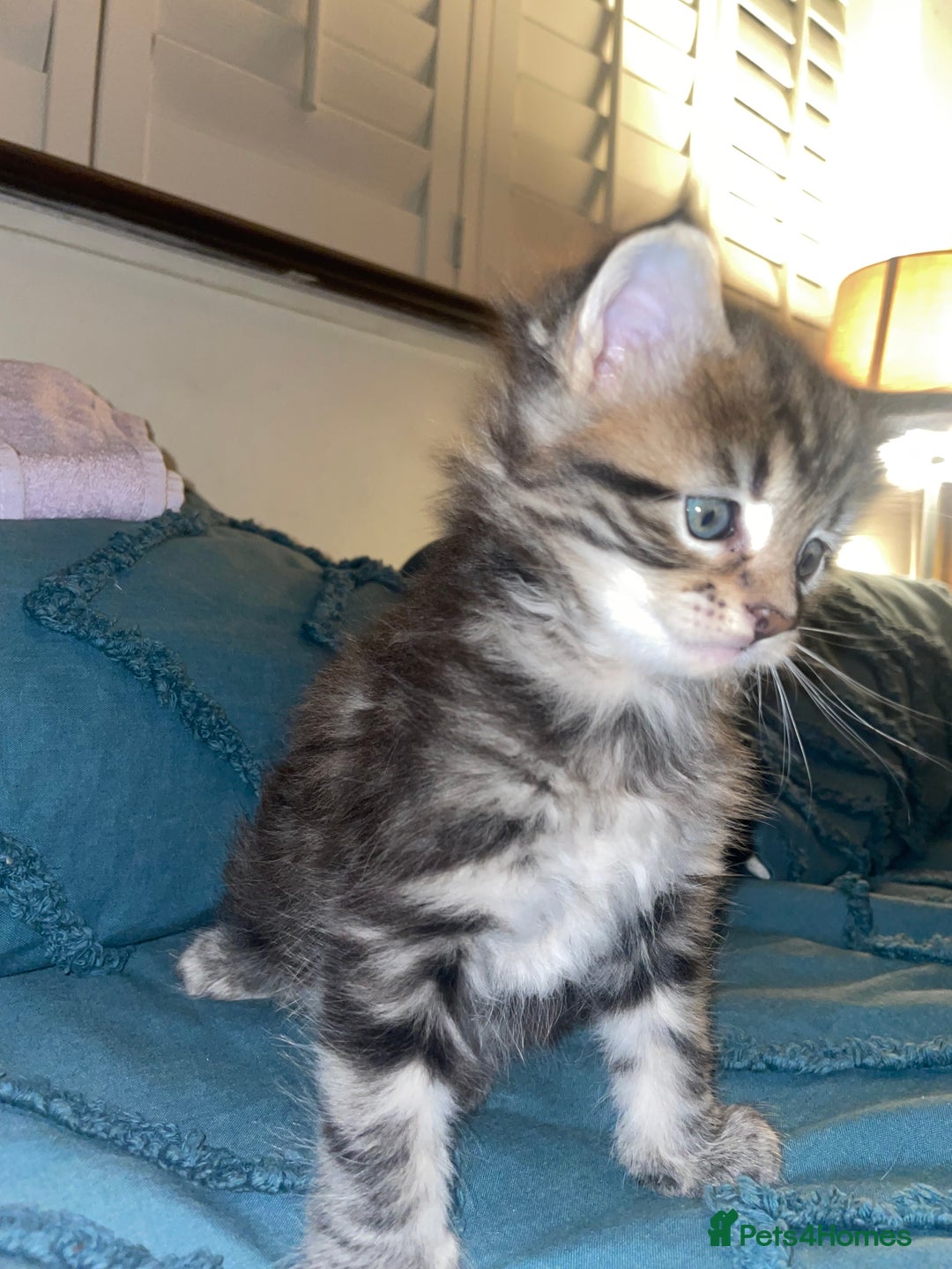Maine Coon cats for sale: Maine coon kittens  - Advert 6