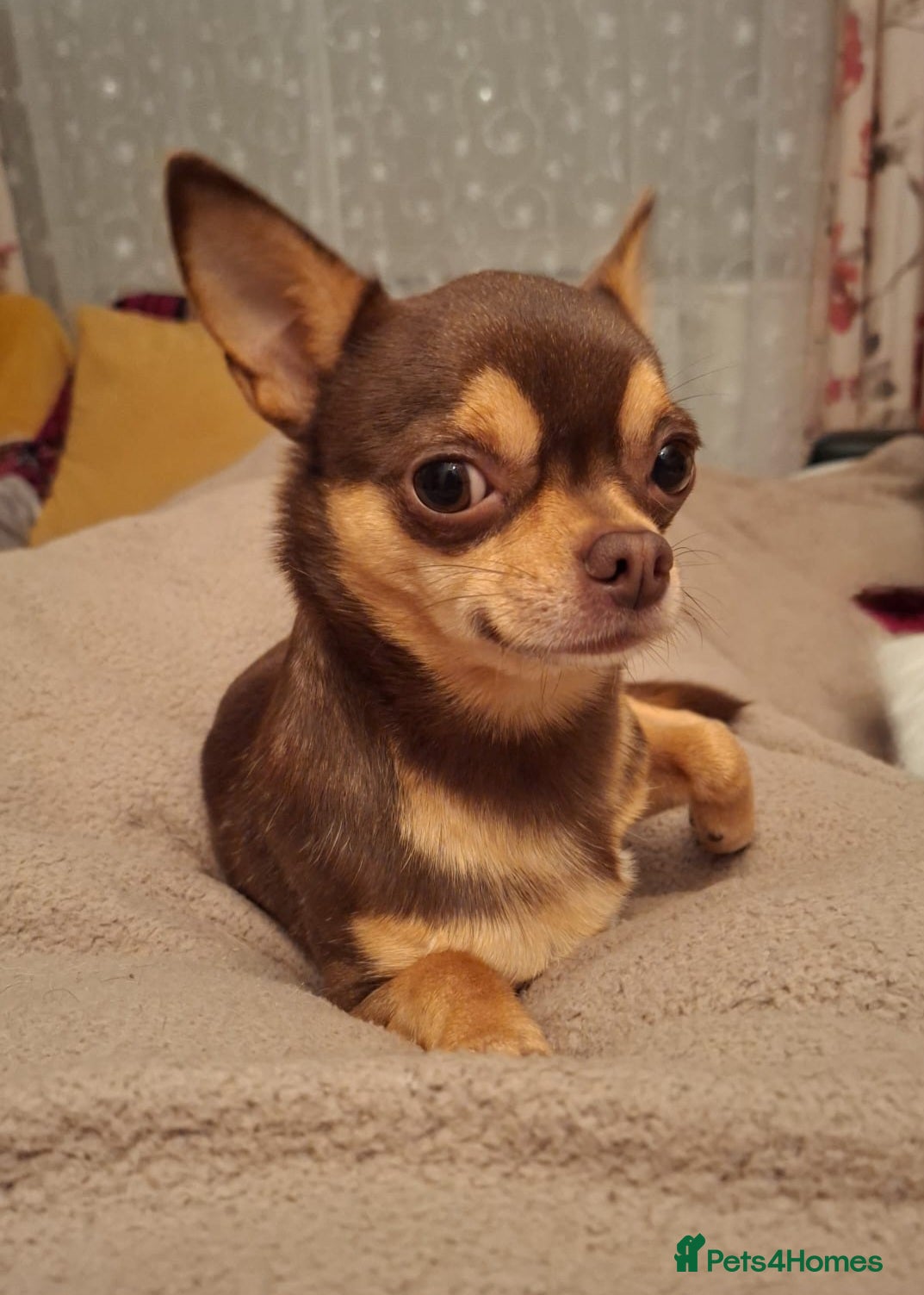 Chihuahua dogs KC SMOOTH COAT CHIHUAHUA  OPEN  AT STUD 💙 in Doncaster - Advert 21