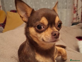 Chihuahua dogs KC SMOOTH COAT CHIHUAHUA OPEN AT STUD 💙 in Doncaster - Advert 12