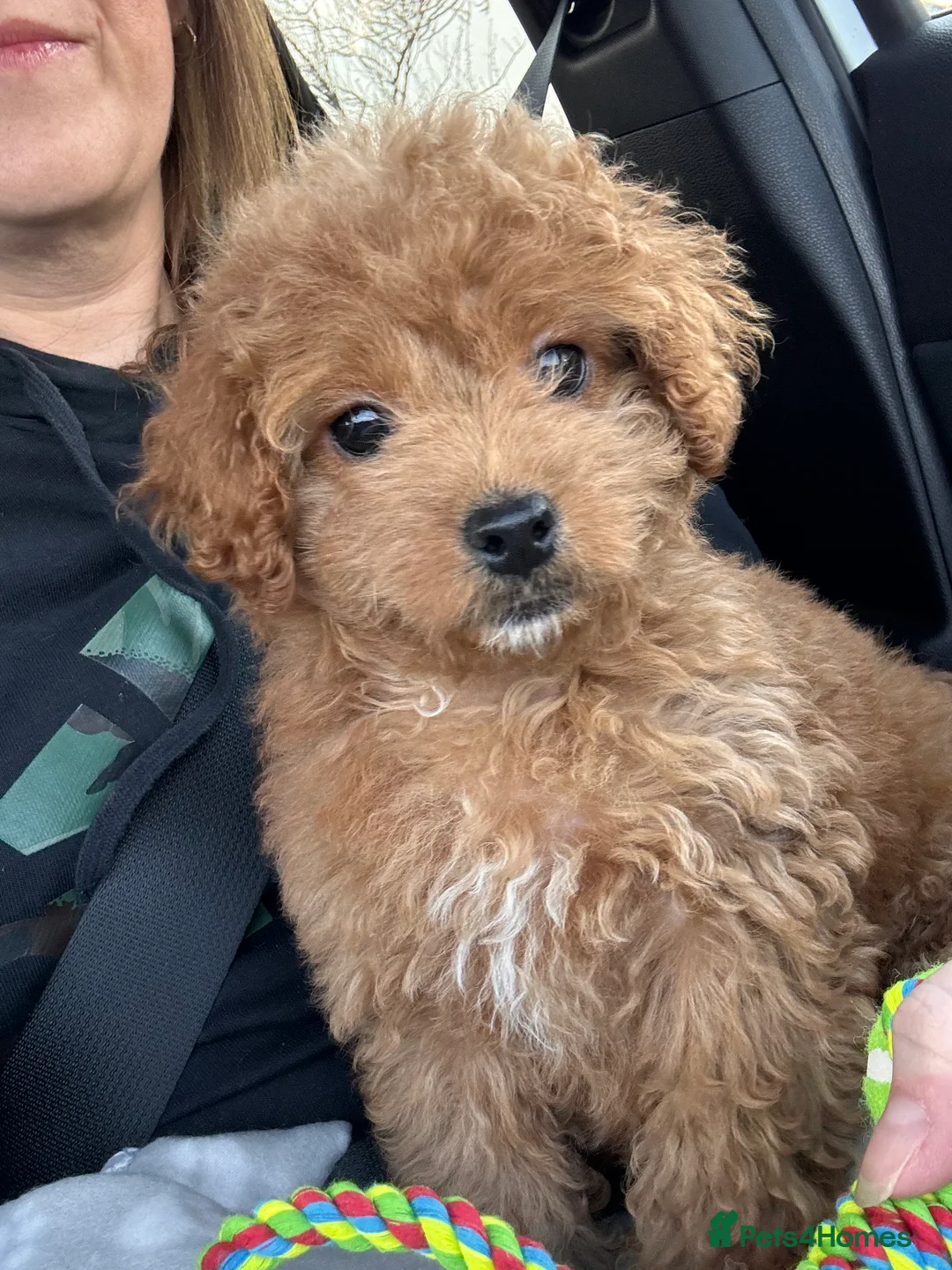 Cavapoo dogs for sale: F1b Cavapoo 10 weeks old - Advert 3