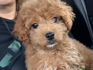 Cavapoo dogs F1b Cavapoo 10 weeks old in Kendal - Advert 1