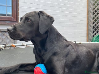 Labrador Retriever dogs in Stoke-on-Trent - Advert 30