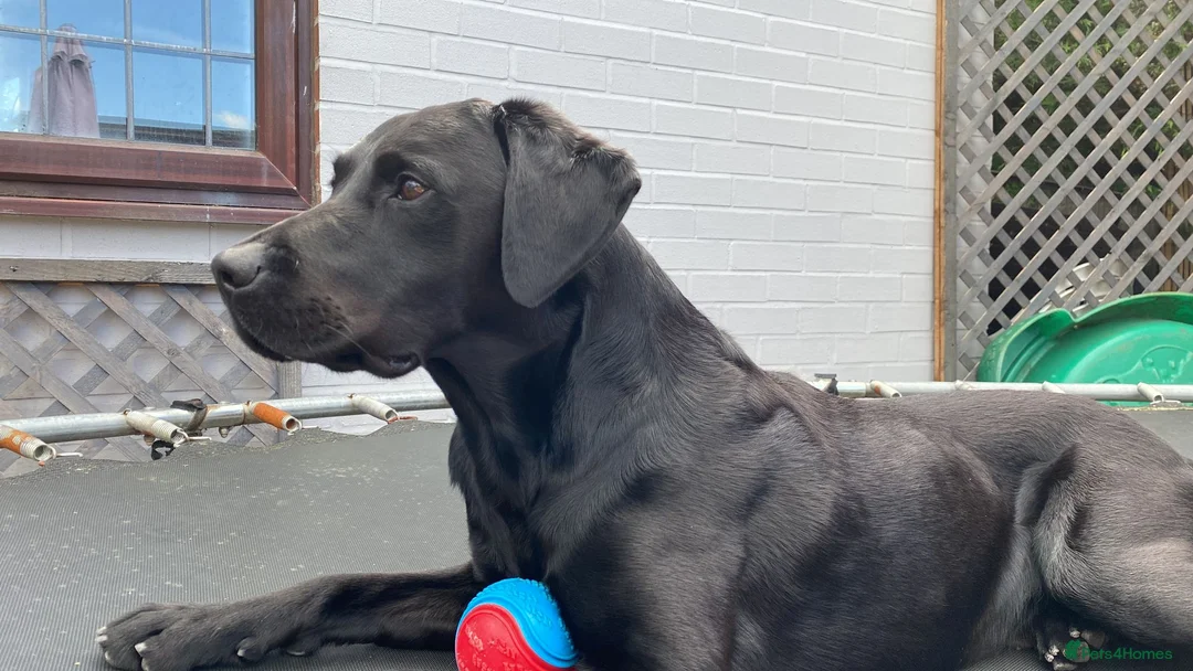 Labrador Retriever dogs for stud: Proven KC Labrador Stud in Stoke-on-Trent - Advert 1