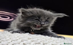 Maine Coon cats for sale: Tica registered maine coon giants kittens £1300 - Image 14