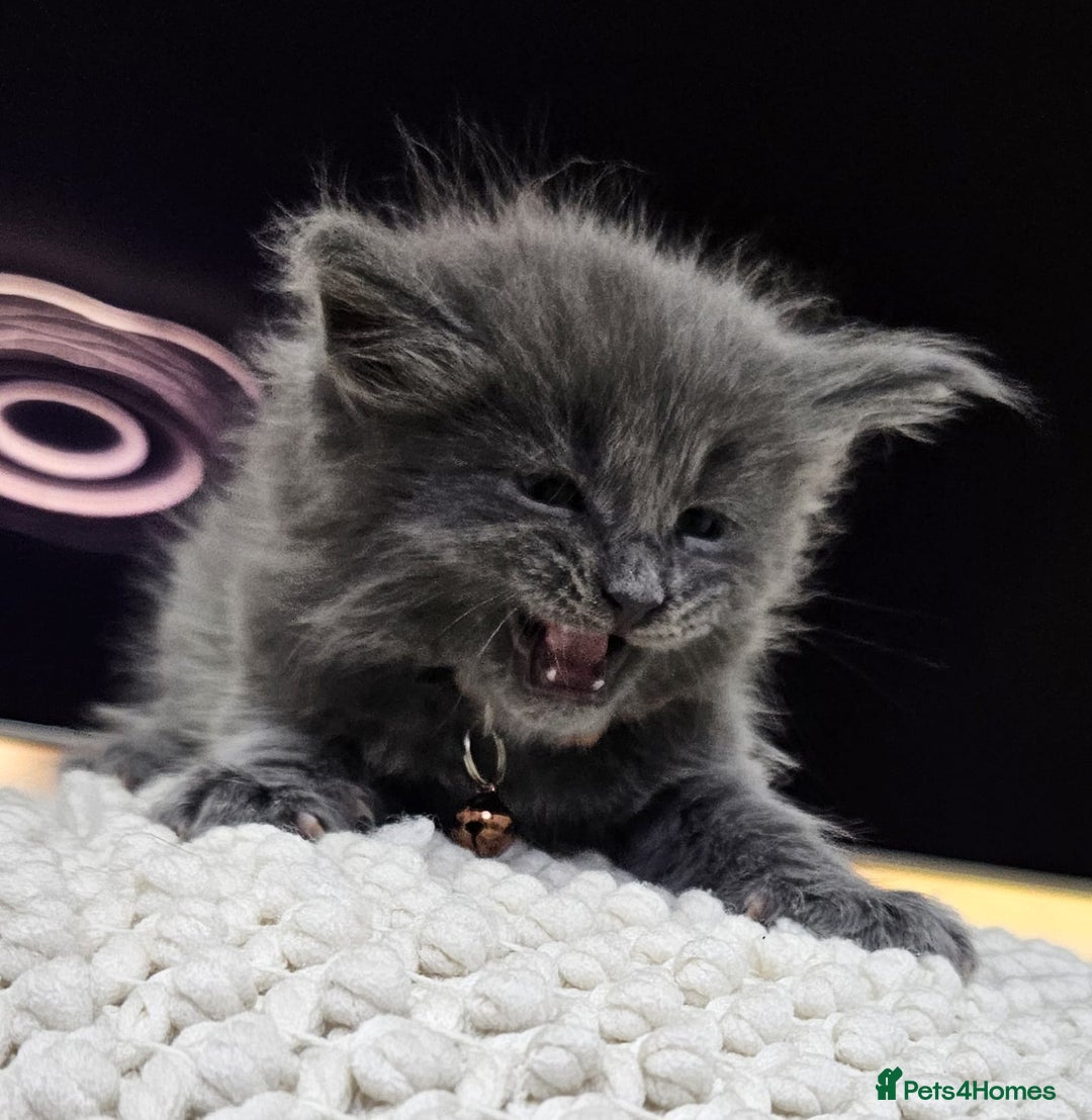 Maine Coon cats for sale: Tica registered maine coon giants kittens £1300 - Image 14