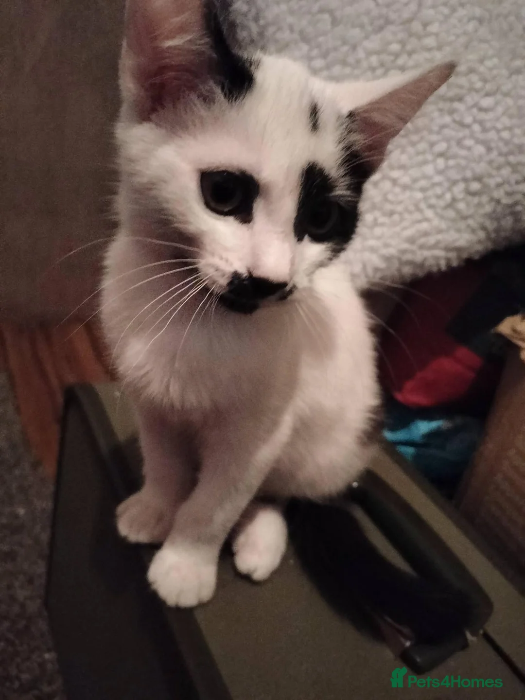 Mixed Breed cats for sale: 3 kittens Gravesend in Gravesend - Advert 4